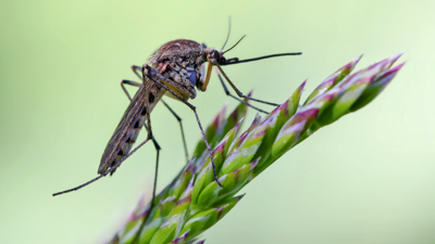 İşte Bahçe ve Balkonunuzdan Sivrisinek Uçurtmayacak Bitkiler