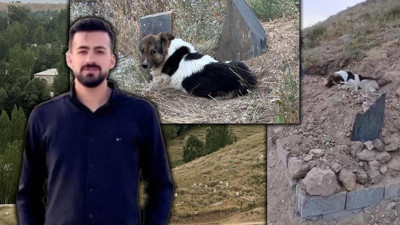 Gözlerinde Hüzün, Patilerinde Toprak... Ölen Sahibinin Mezarı Başından 10 Gündür Ayrılmadı