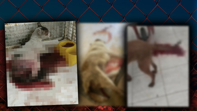 Sessiz Çığlığın Adresi Mersin! Cansız Bedenleri Üst Üste Yığılmış, Yaralılar, Kanlar İçinde Ölüme Terk Edilmiş… Bakım Değil Kabus Evi