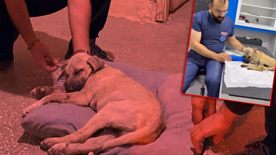 Sivas'ta Dakikalarca Şiddet Gören Köpekten Haber Var: 'Dört Pati'yle Yaşama Tutunuyor