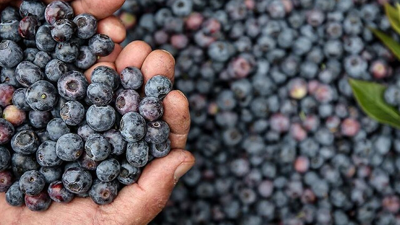 'İmkansız' Denileni Başardı! Asitli Toprakta Rekor Hasat Bekliyor! Kilosu 400 Liradan Satılıyor