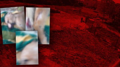 Başakşehir’den Sonra Bu Kez Adres Esenyurt… Köpeklere Vahşet Zinciri