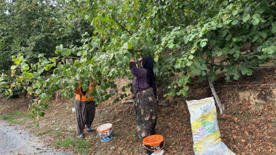Düzce'de Fındık Üreticileri Hasat Yapmaya Başladı