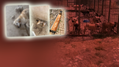 Gümüşhane Barınağında Vahşet! Susuzluktan İdrar İçen, Açlıktan Feryat Eden Köpekler