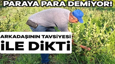 Arkadaşının Israrıyla Dikmişti: Şimdilerde Paraya Para Demiyor