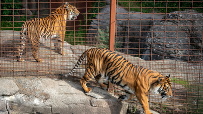 Hayvanat Bahçesi Sahibinden Şoke Eden Teklif! 'Evcil Hayvanlarınızı Yırtıcılarımız İçin Bize Verin'