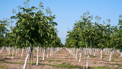 Sabrın Sonu Selamete Çıkıyor! Emekli İkramiyesi Gibi Getiri Sağlıyor: Diken Paraya Para Demiyor