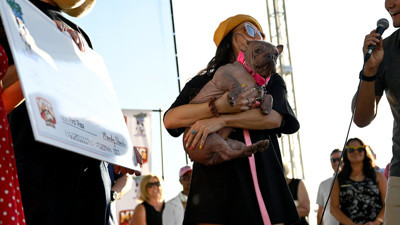 Dünyanın En Çirkin Köpeği Belli Oldu! Sahibine 5 Bin Dolar Kazandırdı