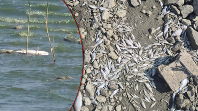 Kuş Cenneti, 'Balık Cehennemi'ne Döndü