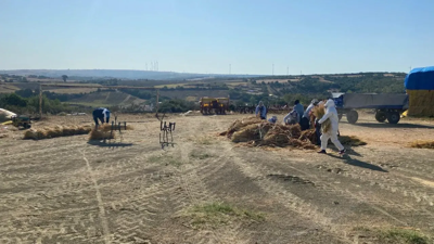 Kazancı Altın Değerinde! 1 Damla Su İstemeden Hasat Ediliyor, Üreten 3 Ayda Parayı Cebine Koyuyor