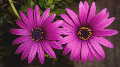 Ne Bahçenize Ne Balkonunuza Sokmamanız Gereken 6 Tehlikeli Çiçek! Görünüşü Sizi Aldatmasın