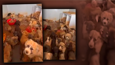 Adres Değişti İşkence Aynı! Silopi Bakımevi’nde Yürek Dağlayan Görüntü! 50 Derecelik Havada Bir Odada Onlarca Köpek… Su, Mama, Hava Hiçbir Şey Yok