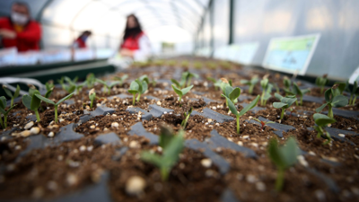 Ağustos Ayında Ekilebilecek 5 Bitki! Sonbaharın Sonuna Kadar Hasada Doyacaksınız