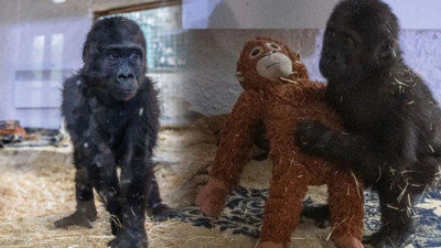Doğal Ortamına Bırakılmaması Soru İşareti Yaratmıştı: Goril 'Zeytin' Neden Şimdi İade Edildi?