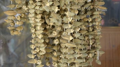 Sezonu 5 Bin Liradan Açtı, Gram Altını Solladı! Yeşil Altında Hasat Başladı