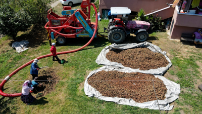 Hasat Zamanı Ortaya Çıkıyorlar, Saatte 4 Bin 500 TL Kazanıyorlar!