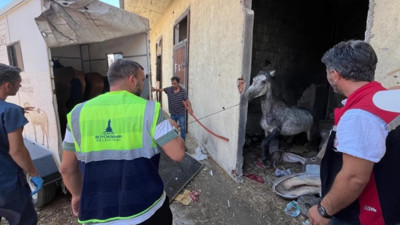 Açlıktan Ölüme Terk Edilen Atlar Kurtarıldı! TJK'dan Açıklama
