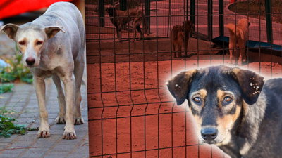 'Sokağın Ruhu' Eksiliyor!  Köşe Başında Bekleyen Masumlar Arnavutköy’de Toplanmaya Başladı