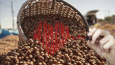 Dikkat! Fındık Hasadında Gizli Tehlike: Yatak Döşek Yatırıyor