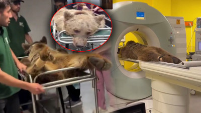 Bu Görüntüleri Gören Dönüp Bir Daha İzliyor! Yediği Meyveler Dokunan Ayının MR'ını Çektiler