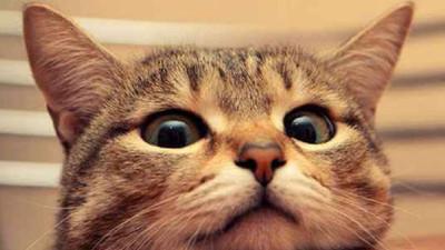 Kedi Sahipleri Dikkat! Evdeki Bu Bitkiler Kedilerde Böbrek ve Kalp Hasarına Yol Açıyor