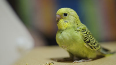 Muhabbet Kuşunu Konuşturmak İşte Bu Kadar Kolay! Kuşunuz Kısa Sürede Bülbül Gibi Şakımaya Başlıyacak