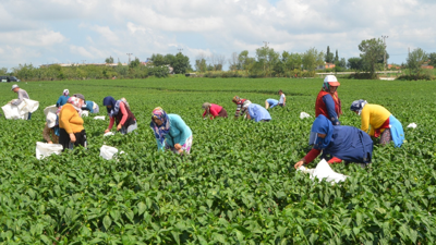 Yaz-Kış 6 Kez Hasat Ediliyor, Eken Köşeyi Dönüyor! Sadece O İlçede Verimi Rekor Kırıyor