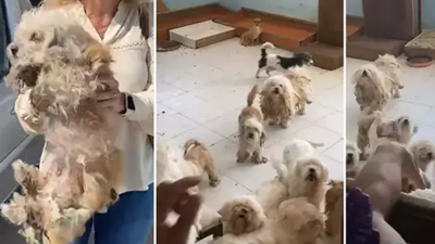 Aynı eve 3. baskın: Bu kadın, köpeklere kâbus yaşatıyor!