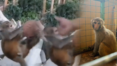 Yavru Maymuna İşkencenin Cezası Yalnızca Para... Vicdan Sızlatan Karar