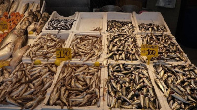 Balık Tezgahları Dolup Taştı! Fiyatlar Daha da Düşecek