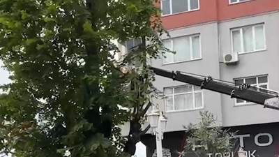 Rize'de ‘100 Yıllık’ Ağaç Kesildi, Mahalleli Tepkili