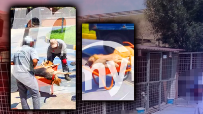 Yine Barınak Yine Katliam! Onlarca Köpek, Öldürüp Çöp Arabasına Attılar