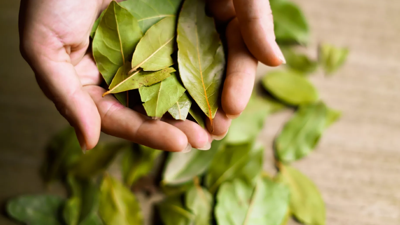 Defne Yaprağı Parayı Mıknatıs Gibi Çekiyor! Kadim İnançların Etkileri Ortaya Çıktı