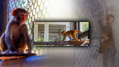 Bir Esaretten Başka Bir Esarete! Görüntüleri Yürekleri Sızlatan Maymun 'Koruma' Altında