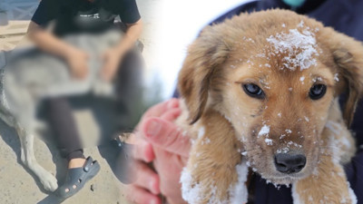 Tekirdağ'dan Korkunç Görüntü! Aşırı Dozla Köpek Katliamı İddiası