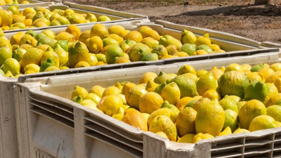 Ticaret Bakanlığı'ndan Limon Uyarısı! Satmak Artık O Kadar Kolay Değil, Yeni Şart Getirildi