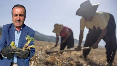 Toprağa Bunu Eken Yaşadı! Tanesi 50, Kilosu 5 Bin TL: Alın Terleriyle Topluyorlar