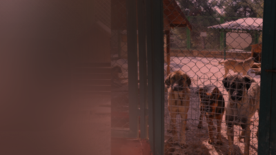 Gaziantep’te Neler Oluyor? Kan Donduran İddia: '60 Bin Köpeği Vahşi Hayvanlara Canlı Canlı Yem Ettiler'