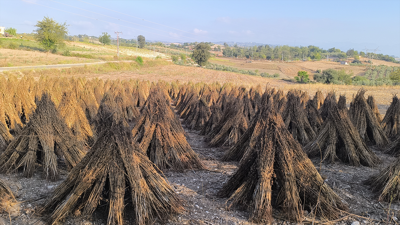 Susam Üreticisi Can Çekişiyor! Maliyet Arttı, Fiyat Düştü, Hesaplar Tutmuyor