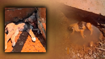 Hakkari’de Göz Göre Göre Katliam! “Şefkat Yuvası” Dediler, Mezar Çıktı! Barınak Dehşeti Aynı, Adresi Farklı