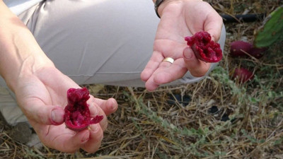 Bahçeyi Kurarken Alay Ettiler: O Türkiye'de Bir İlki Gerçekleşti! Şimdilerde 10 Ton Yurt Dışına Satıyor