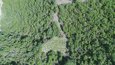 Ormanlık Alanda Uyuşturucu Yetiştiriyorlardı! Yakayı Ele Verdiler