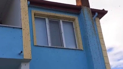 O İlde Herkes Diken Üstünde! Kabus Gibi İstila: Evleri Sarıp Duvarları Kapladılar