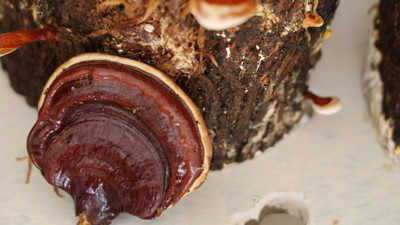 Cezaevinde Üretildi, Kilosu Yarım Altınla Yarışıyor! Faydası Saymakla Bitmiyor, Seri Üretime Geçilecek