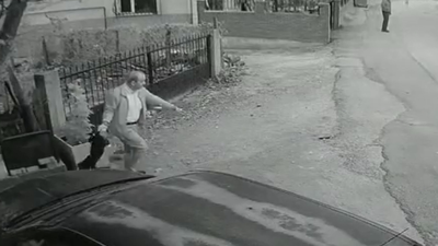 Kocaeli’de Yavru Köpeğe Kan Donduran İşkence! Kuyruğundan Tutup Yere Fırlattı, Acı Çığlıkları Yürek Yaktı