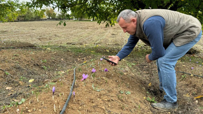Soğuk Havada Hasat Erken Açtı: Gramı Altını Solladı, Kilosu 450 Bin TL'ye Ulaştı