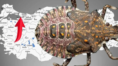 Aman Dikkat! İstilacı Tür Karadeniz’den İstanbul’a Sıçradı: Önüne Gelen Her Şeyi Yok Ediyorlar