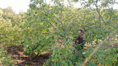 Dağlarda Hasat Telaşı Başladı: Sıfır Masrafla Toplanıyor, 20 Günde 100 Bin TL Kazandırıyor