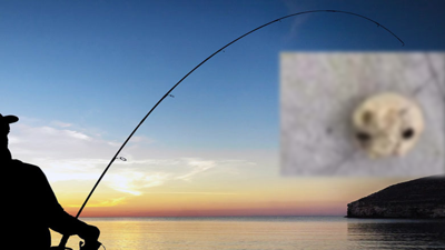 İzmir’de Balık Keyfi Korku Filmine Döndü! Oltayı Çekti, Dehşete Düştü