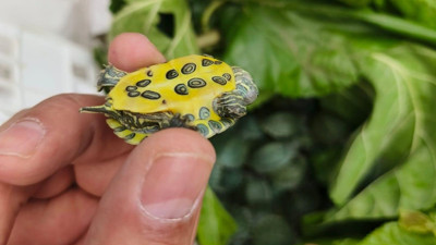 Bolu’da Şok Operasyon! Yolcu Otobüsünde Tam 500 Tane...